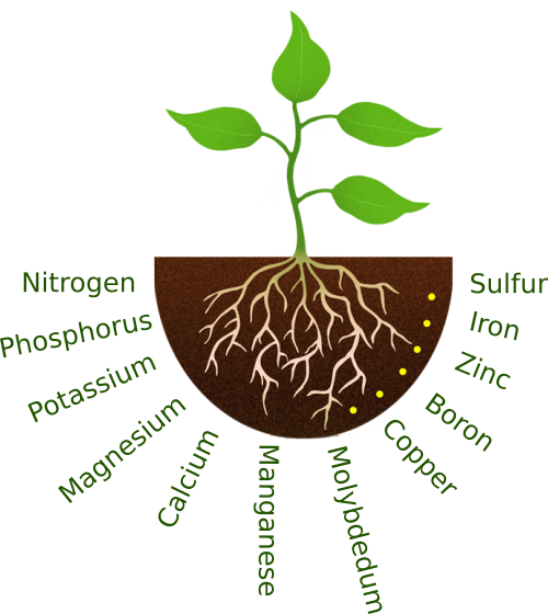 Plant Roots Greenleaf Nutrients